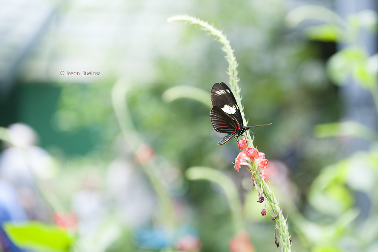 north shore photographer